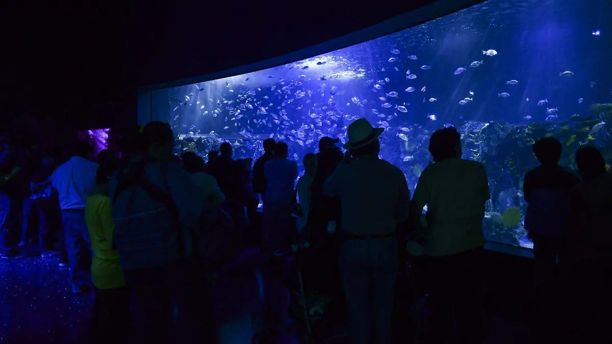 484594_Acuario Ciudad de México-1_web